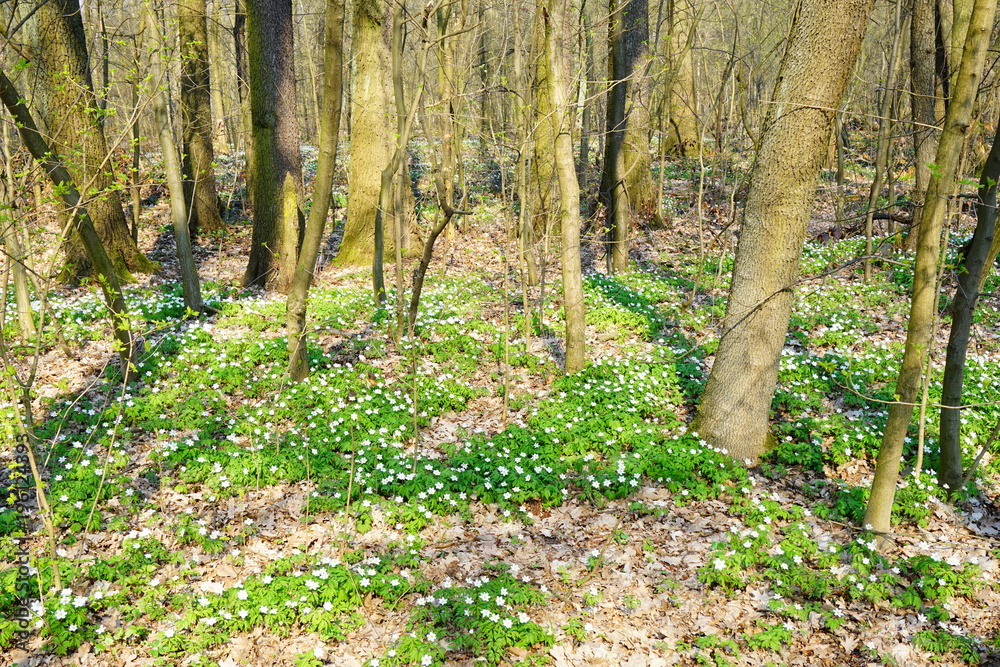 Spring forest and beautiful , white anemones
Spring forest and beautiful , white anemones
