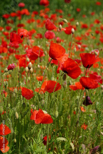 red poppies on a meadow 
