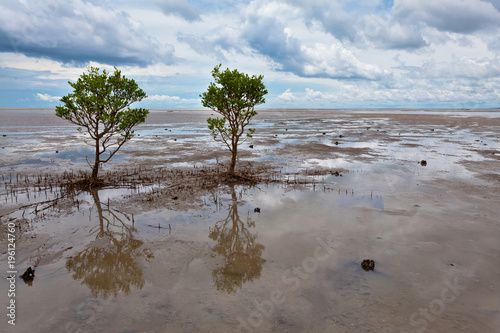Canvas Print mangroves mudflat northern territory
