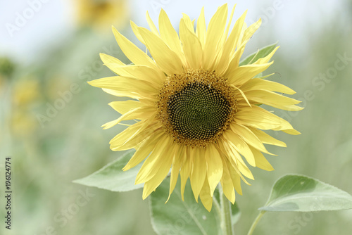 Sonnenblume  Helianthus annuus   bl  hend  Baden-W  rttemberg  Deutschland  Europa