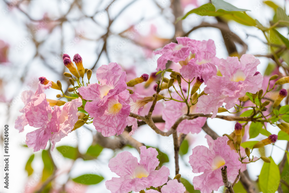 Pink Tabebuia rosea flower