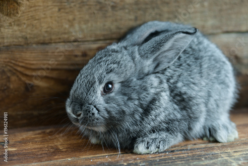 Gray Hare, Rabbit On A Natural Wooden Background
