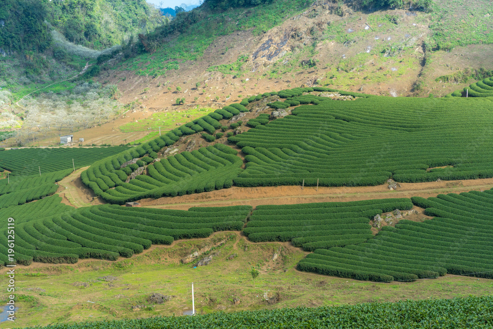 Tea plantation landscape on clear day. Tea farm with blue sky and white clouds. Tea plantation landscape on clear day. Tea farm with blue sky and white clouds.