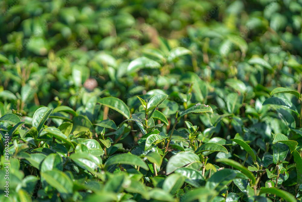 Fototapeta premium Tea leave in tea plantation
