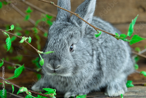 Grey Bunny Rabbit On Wooden Background Among Green Branches, The Concept Of Spring And Easter photo