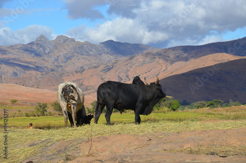 Peaceful Pastoral Scene with Grazing Cattle against a Mountain Backdrop and a Cloud-Filled Blue Sky, Tsaranoro Valley, Madagascar photo