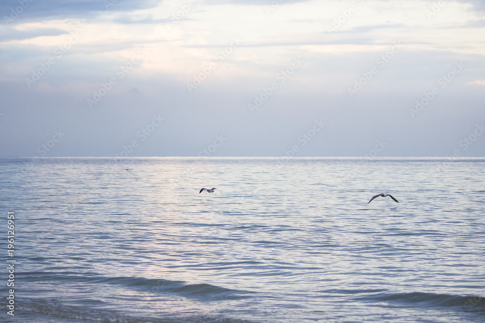 Sea. Beautiful seascape. Seagulls on the sea. Seagulls on the shore