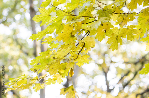Autumn leaves. Beautiful yellow maple leaves. Tree branches in autumn
