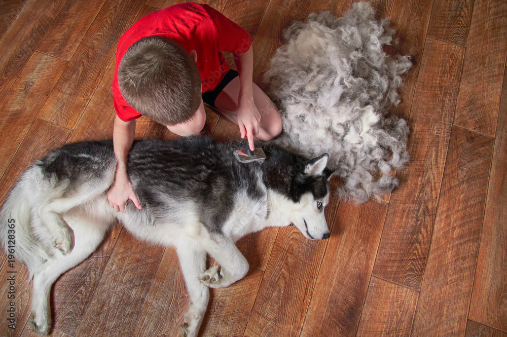 Concept spring moulting dogs. Boy comb wool from Siberian husky. Husky dog lies on wooden floor. Top view. Stock Photo Adobe Stock