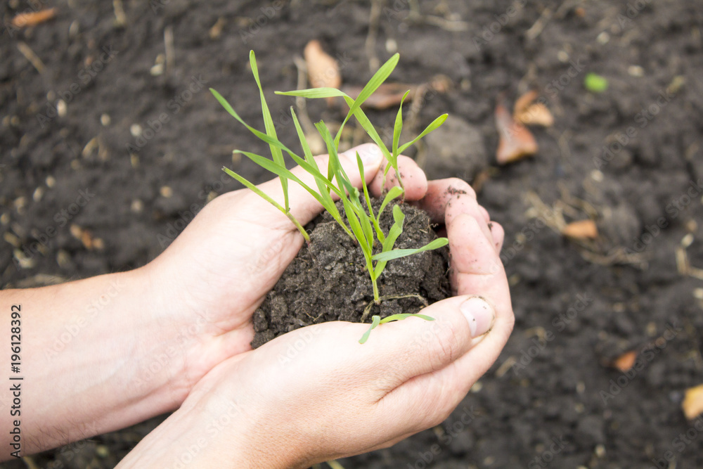 Sprout in the hands. Seedling with soil in hands