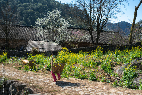 Spring season landscape with rapeseed flower garden, plum blossom and ethnic minority kids with baskets of rapeseed flower in Ha Giang, Vietnam. photo