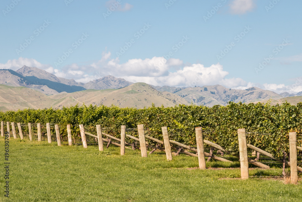 autumn vineyard in Marlborough region, New Zealand with blue sky and copy space