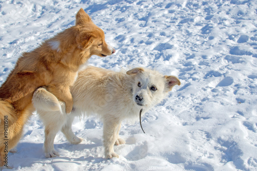 Two puppies playing in winter