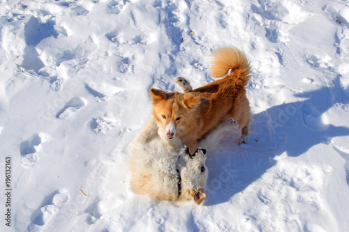 Two puppies playing in winter © Larisa