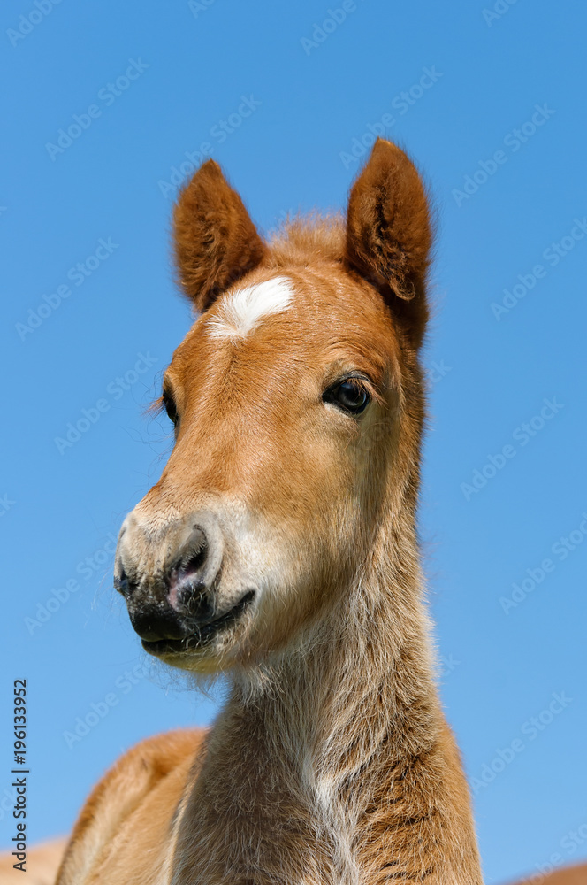 Icelandic pony foal head with a white star marking Icelandic pony foal head with a white star marking