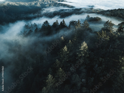 mount tam fog shot of trees 