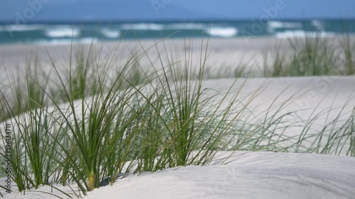 Sunny sand dunes #9 with ocean, waves and brilliant blue sky, mid-shot featuring Pingao sand grass (ficinia spiralis), Mangawhai Heads, New Zealand photo