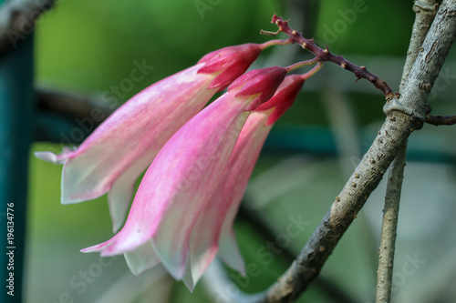 A beautiful flower name New Guinea Trumpet Vine, Forest Bell Creeper. photo