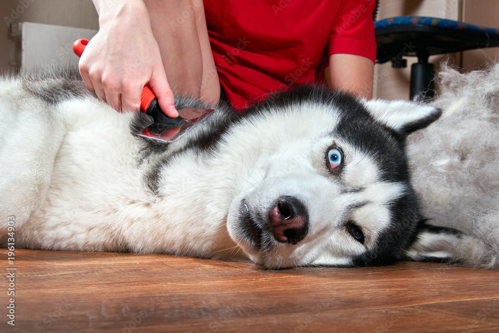 Husky undercoat cheap