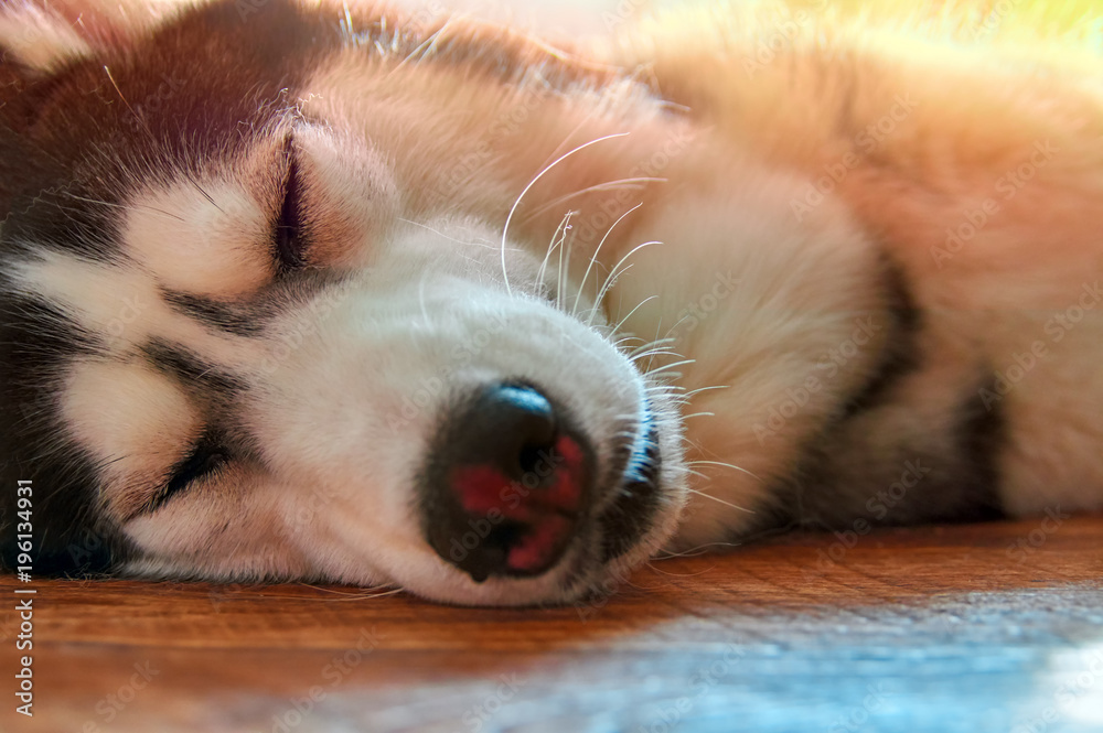 Fototapeta premium Husky dog sleeps under warm rays sun. Sweet Siberian husky lies on floor with closed eyes.