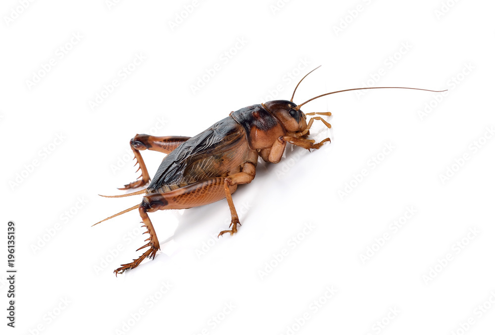 Gryllidae on a white background Gryllidae on a white background