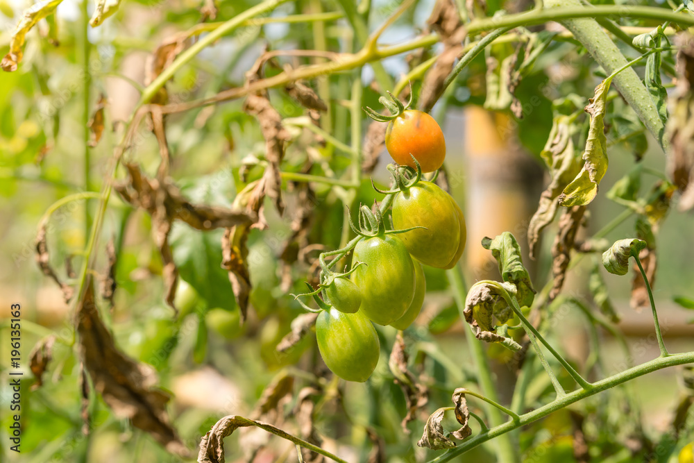 Fototapeta premium Tomato growing on tree in agricultural organic farm