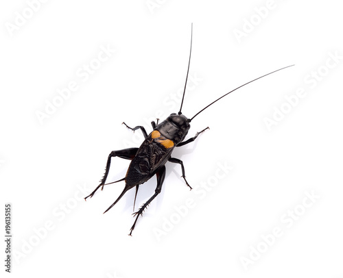 Cricket insect or Gryllidae isolated on a white background