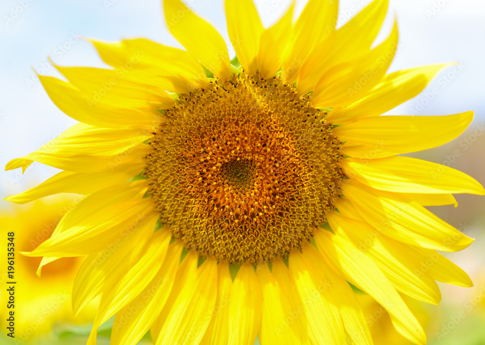 Fototapeta premium Sunflower in a field in a summer daylight