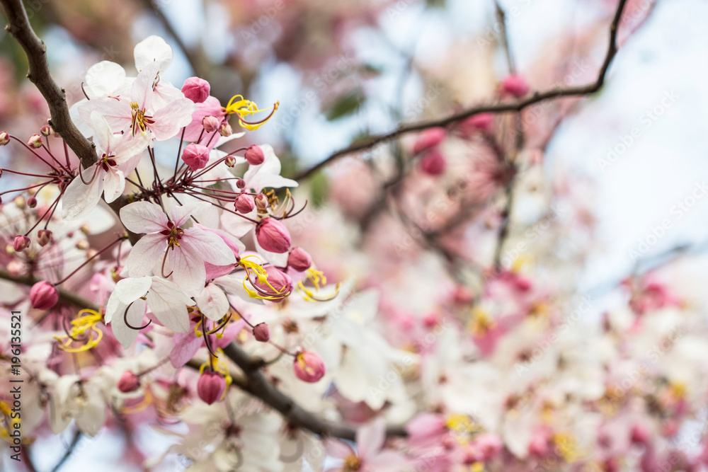 Pink cherry blossom on bokeh background with copy space.. Pink cherry blossom on bokeh background with copy space..