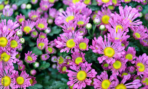 Bright flowers background