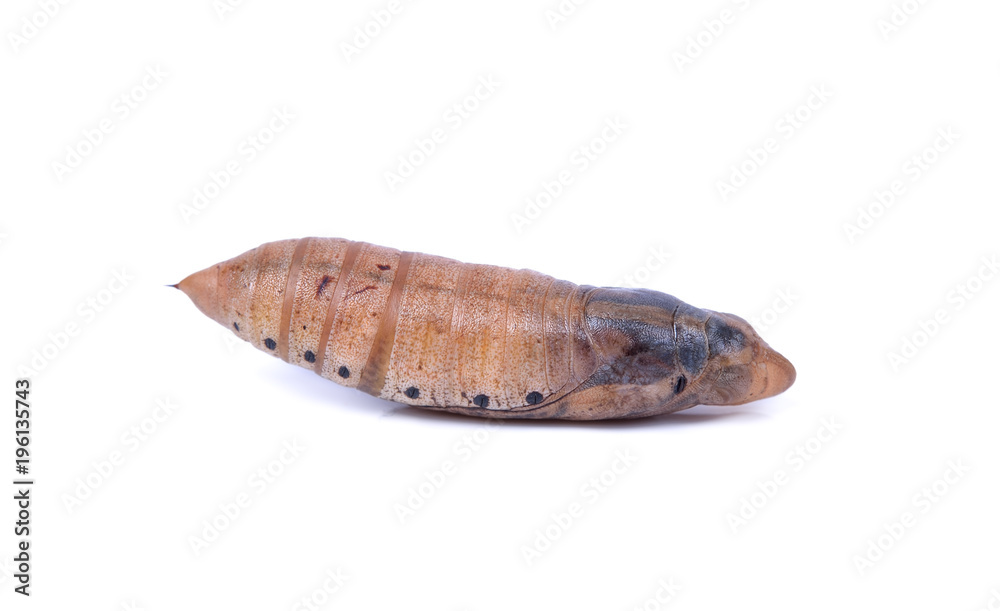 Butterfly pupa isolated on white Background Butterfly pupa isolated on white Background