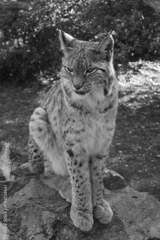 Obraz premium Lynx noir et blanc