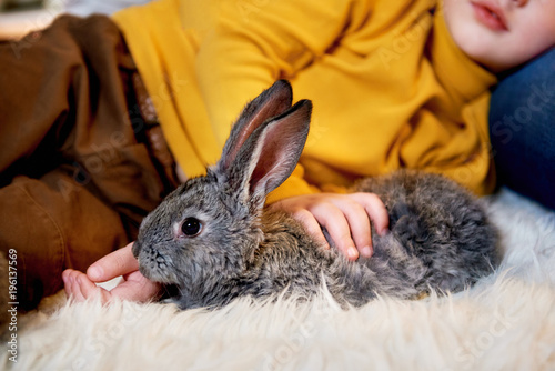 Small grey rabbit in a young boy's hands