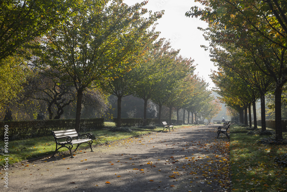 Allee im Gegenlicht, Rombergpark, Dortmund, Nordrhein-Westfalen, Deutschland, Europa