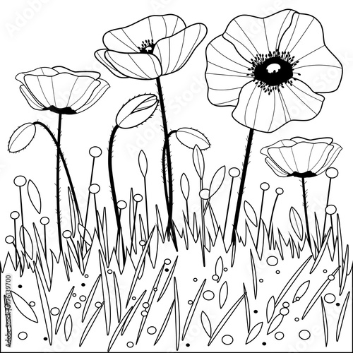 Poppy flowers. Vector black and white coloring page.