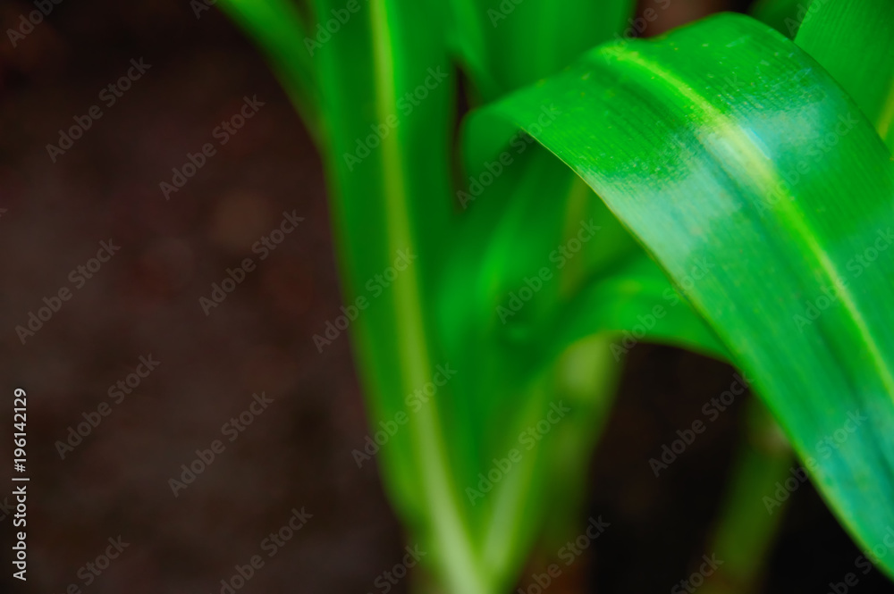 Obraz premium Concept growth and freshness. Long extended green plant leaves bright green on dark background close-up. Selective focus. For cover magazine.