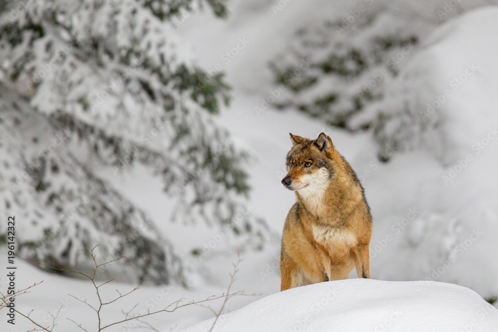 Naklejka premium Wolf (Canis lupus) im Winter im Tier-Freigelände im Nationalpark Bayrischer Wald, Deutschland.