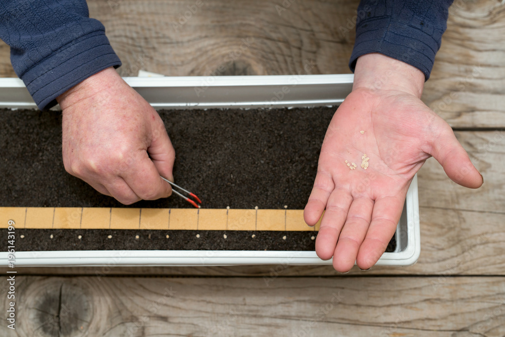 Farmer`s hand holding tweezers precisely planting seeds for pepper seedlings Farmer`s hand holding tweezers precisely planting seeds for pepper seedlings
