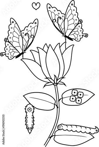 Coloring page. Life cycle of butterfly on flower