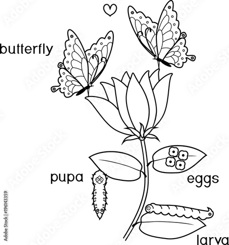 Coloring page. Life cycle of butterfly on flower with titles