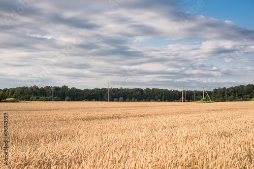 Field with golden ears in the countryside