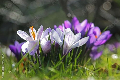 springtime: white and purple crocuses, back lit