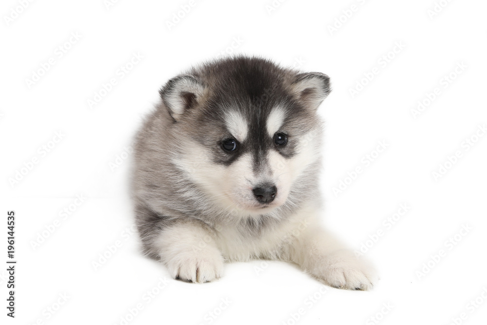 Cute puppy Siberian husky