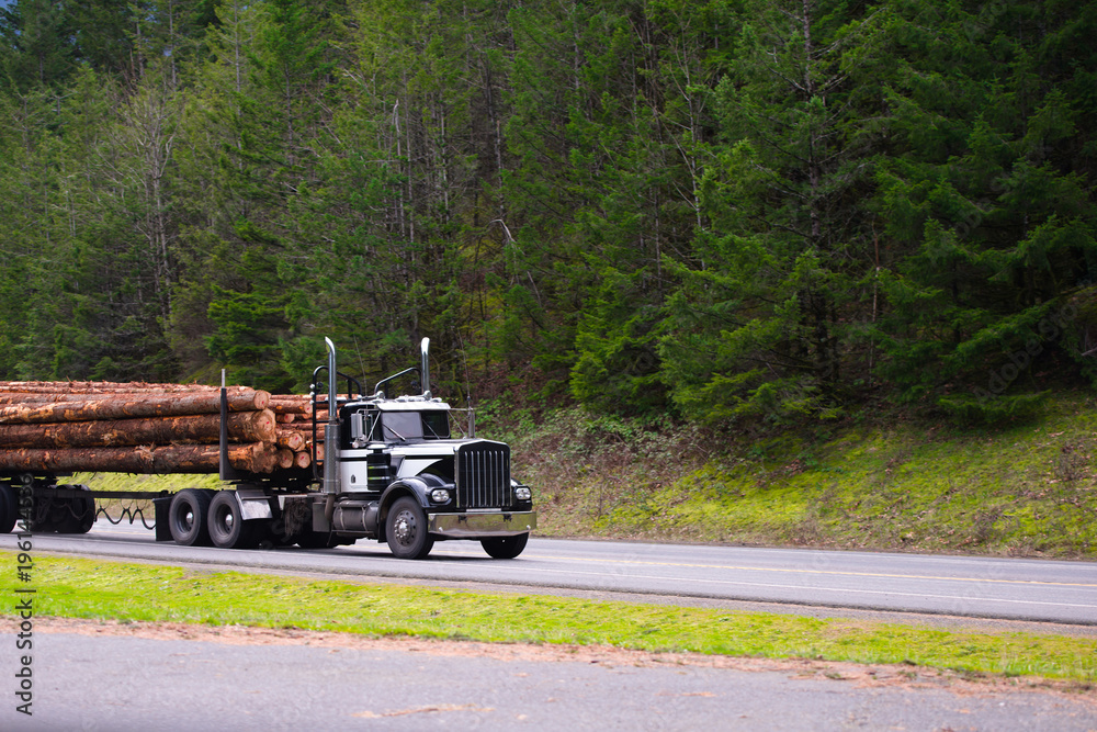 Black powerful big rig semi truck transporting long logs on the road with forest background