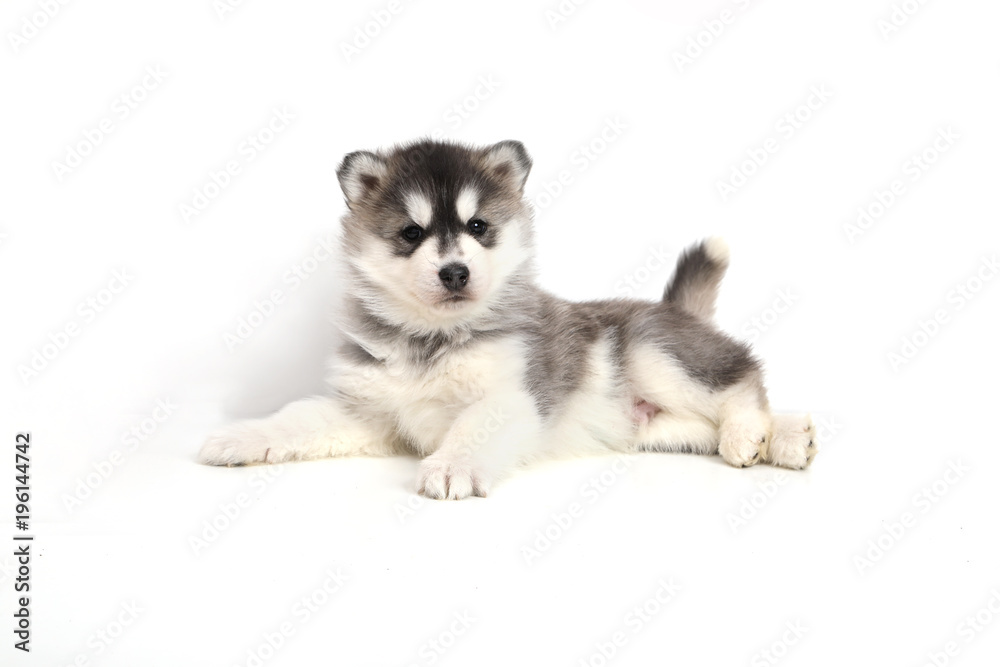 Cute puppy Siberian husky