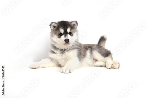 Cute puppy Siberian husky