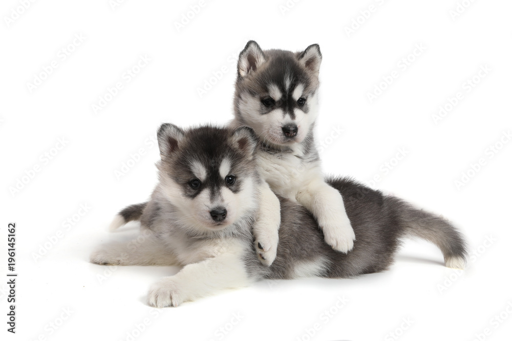 Cute puppy Siberian husky Cute puppy Siberian husky