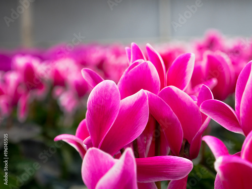 Beautiful Pink Flowers