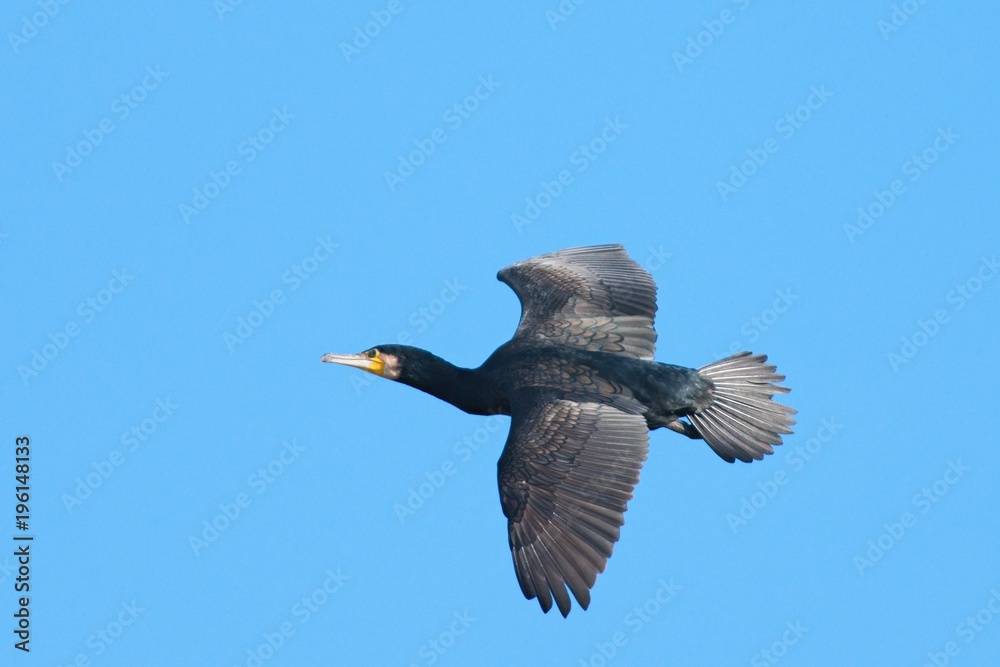 Cormorant Phalacrocorac carbo in flight on clear blue sky. Photographed with telephoto lens 300mm. Cormorant Phalacrocorac carbo in flight on clear blue sky. Photographed with telephoto lens 300mm.