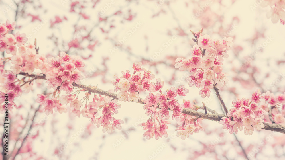 Pink cherry blossom (sakura) in a garden, soft pastel style.